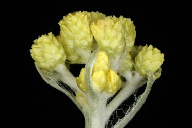 Cüce Ebedi (Helichrysum arenyumu). Enfeksiyon. Yakın çekim.