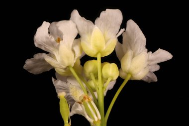 Yabanturpu (Armoracia rusticana). Inflorescence Detay Kapatma