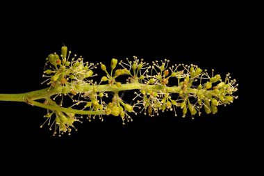 Üzüm Vine (Vitis vinifera). Enfeksiyon. Yakın çekim.