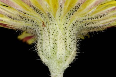 Mouse-Ear Hawkweed (Pilosella officinarum). Dahil Olarak Yakın Çekim