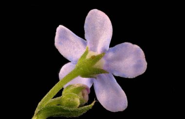 Sibirya Bugloss (Brunnera sibirica). Çiçek Kapanışı
