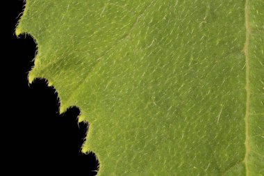 İlik (Cucurbita pepo). Yaprak Ayrıntısı Kapatma