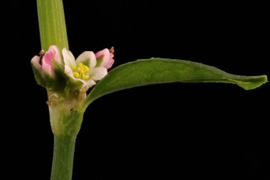 Knotgrass (Polygonum aviculare). Çiçekler yakın plan