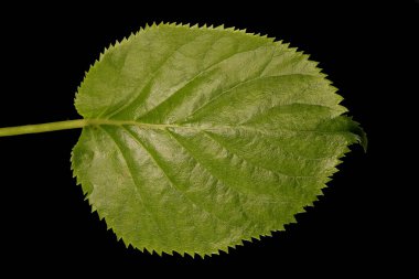 Japon Ortancası (Hydrangea petiolaris). Yaprak Kapanışı