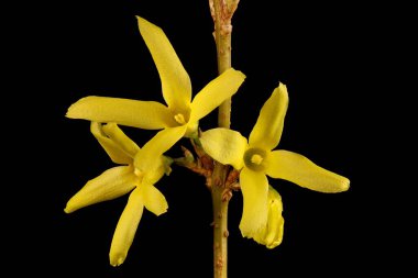 Forsythia Bahçesi (Forsythia x intermedia). Enfeksiyon. Yakın çekim.