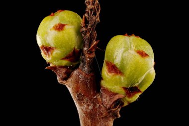 Asa Vine (Celastrus orbiculatus). Yaprak Tomurcukları Kapanışı