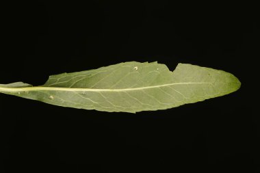 Yabanturpu (Armoracia rusticana). Yaprak Kapanışı