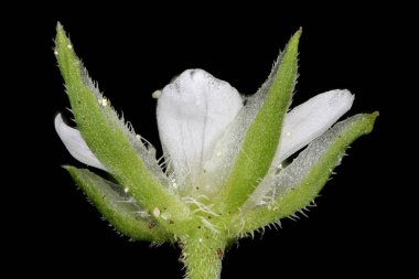 Üç Sinirli Sandwort (Moehringia Trinervia). Çiçek Kapanışı