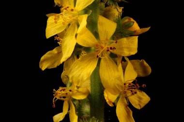 Tarım (Agrimonia Eupatoria). Enfeksiyon. Yakın çekim.