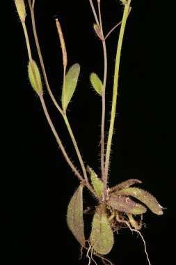 Thale Cress (Arabidopsis thaliana) Lower Stem ve Rosette Kapanış