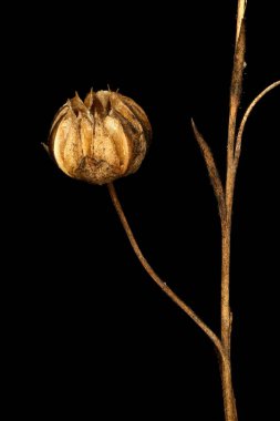 Daimi Flax (Linum perenne). Meyve Kapanışı