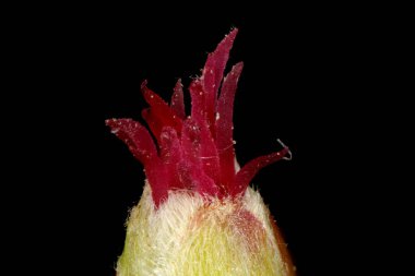 Hazel (Corylus avellana). Femal Inflorescence Ayrıntısı Kapatma