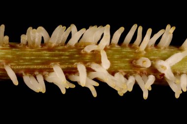 Japon Ortancası (Hydrangea petiolaris). Hava Kökleri Yakın Çekim