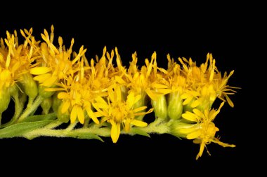 Erken Goldenrod (Solidago Gigantea). Inflorescence Detay Kapatma