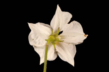 Patates (Solanum tuberosum). Çiçek Kapanışı