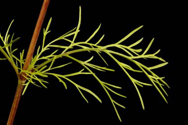 Meksika Aster 'ı (Cosmos bipinnatus). Yaprak Kapanışı