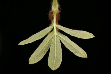Shrubby Cinquefoil (Dasiphora fruticosa). Yaprak Kapanışı