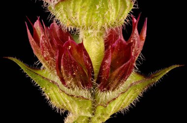 Büyük-Çiçekli Selfheal (Prunella grandiflora). Verticillaster Yakın plan