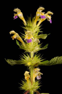 Büyük-Çiçekli Hemp-Nettle (Galeopsis speciosa). Enfeksiyon. Yakın çekim.