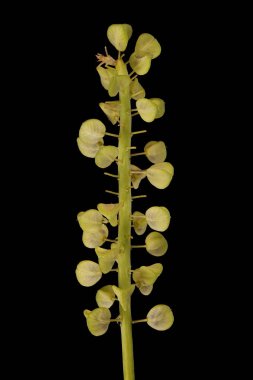 Üzüm sümbülü (Muscari ihmal). İnfructescence Yakın çekim