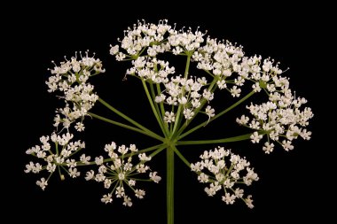Yer Yaşlısı (Aegopodyum podagraria). Umbel Yakın Çekim