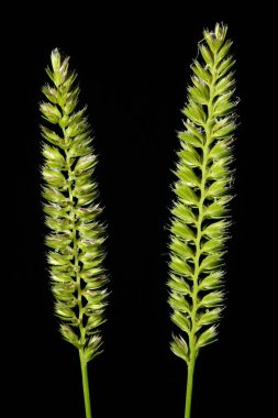 Crested Dog & apos; 's Tail (Cynosurus cristatus). Enfeksiyon. Yakın çekim.