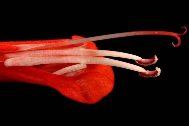 Scarlet Sage (Salvia ihtişamı). Pistil ve Stamens Kapanış