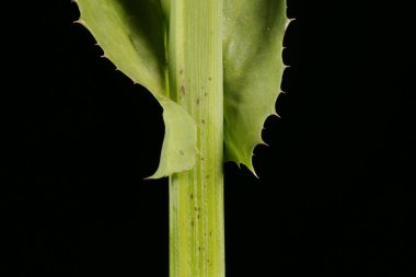 Perennial Sow-Thistle (Sonchus arvensis). Yaprak Tabanı Kapanışı