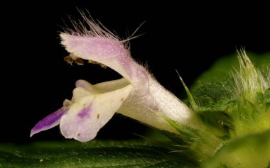 Bifid Hemp-Nettle (Galeopsis bifida). Çiçek Kapanışı