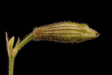 Nottingham Catchfly (Silene nutans). Çiçekli Bud Kapanış