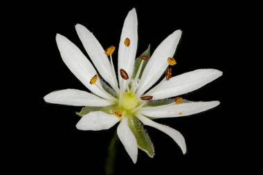 Küçük Stitchwort (Stellaria graminea). Çiçek Kapanışı