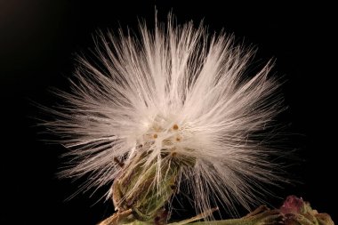 Dikenli Marul (Lactuca serriola). Meyveli Capitulum Kapanışı