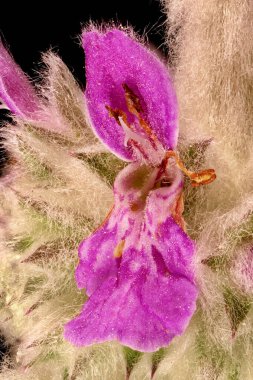 Lamb & apos; s-Ear (Stachys byzantina). Çiçek Kapanışı
