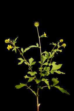 Doğu Bulvarı (Geum aleppicum). Alışkanlık
