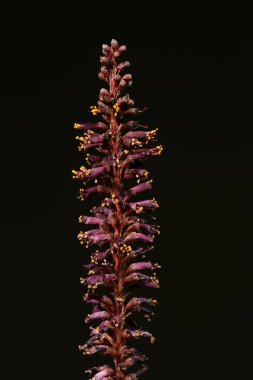Desert False Indigo (Amorpha fruticosa). Enfeksiyon. Yakın çekim.