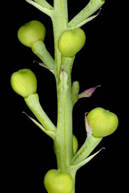 Yaygın dezenfekte (Fumaria officinalis). İnfructescence Detay Kapanış