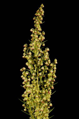 Tarhun (Artemisia dracunculus). Enfeksiyon. Yakın çekim.