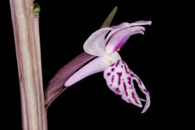 Benekli Orkide (Dactylorhiza fuchsii). Çiçek Kapanışı