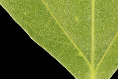 Fat-Hen (Chenopodium albümü). Yaprak Ayrıntısı Kapatma