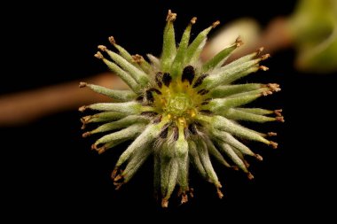 Gri Söğüt (Salix cinerea). Kadın Enfeksiyon Çapraz Bölüm