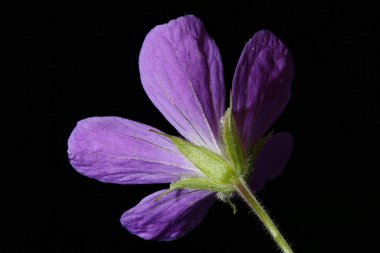 Wood Crane & apos; s-Bill (Geranium sylvaticum). Çiçek Kapanışı