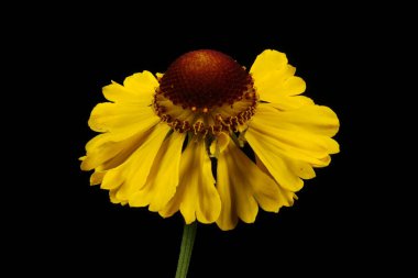 Hapşırık otu (Helenyum sonbaharı). Capitulum Kapanış