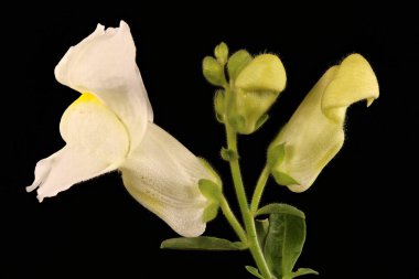 Aslanağzı (Antirrhinum majus). Enfeksiyon. Yakın çekim.