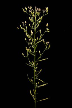 Kanadalı Fleabane (Conyza canadensis). Enfeksiyon. Yakın çekim.