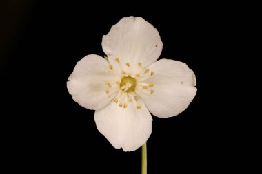 Alaycı Turuncu (the Mock-Orange). Çiçek Kapanışı