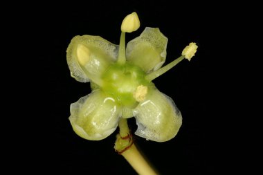 Fortune & apos; 's Spindle (Euonymus fortune). Çiçek Kapanışı