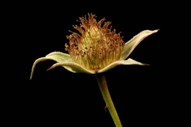 Ahududu (Rubus idaeus). Genç Meyve Kapanışı
