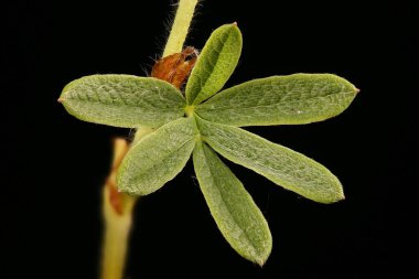 Shrubby Cinquefoil (Dasiphora fruticosa). Yaprak Kapanışı