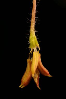 Kül Yaprağı Akçaağaç (Acer negundo). Erkek Çiçek Kapanışı