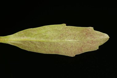 Lobelia Bahçesi (Lobelia erinus). Yaprak Kapanışı